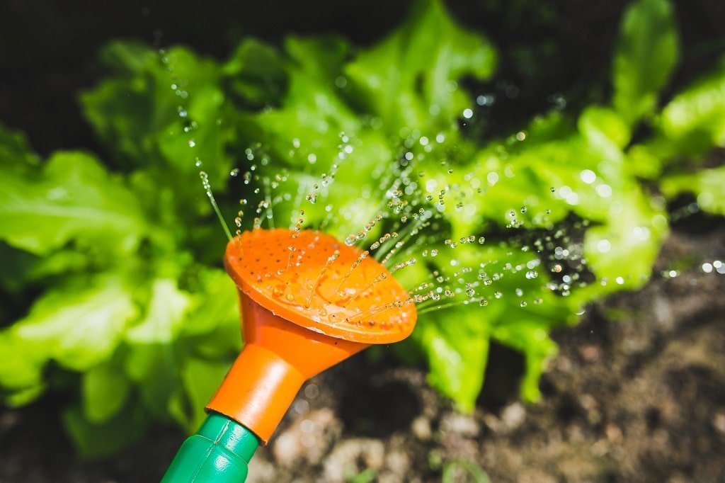 choose right watering can